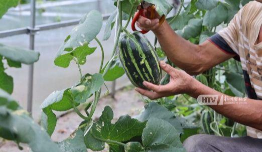 杭州吃瓜,一网打尽吃瓜群众的味蕾狂欢