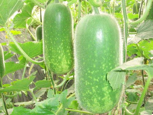 2821吃瓜,揭秘网络热词“吃瓜”背后的故事与影响