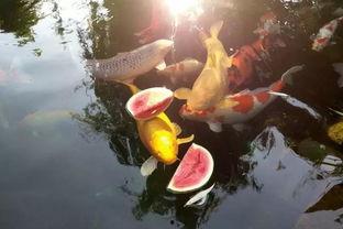 吃瓜的锦鲤,揭秘娱乐圈幕后风云