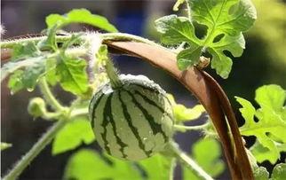 小王吃瓜树叶视频,趣味视频引网友热议