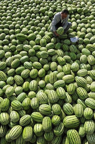 吃硒砂瓜留种子,传承美味，播种健康