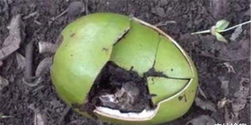 深圳树上吃瓜,树上的“吃瓜群众”