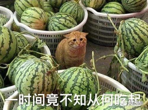 吃瓜后被网暴,揭秘网络暴力背后的真相