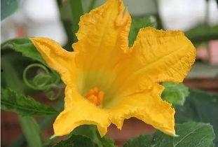 角瓜花和南瓜能一起吃吗