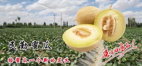 吃蜜瓜回忆