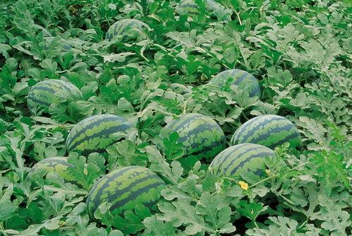 桥圩吃瓜现场,全民狂欢，瓜果飘香